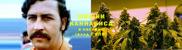 прущие грибы Новодвинск